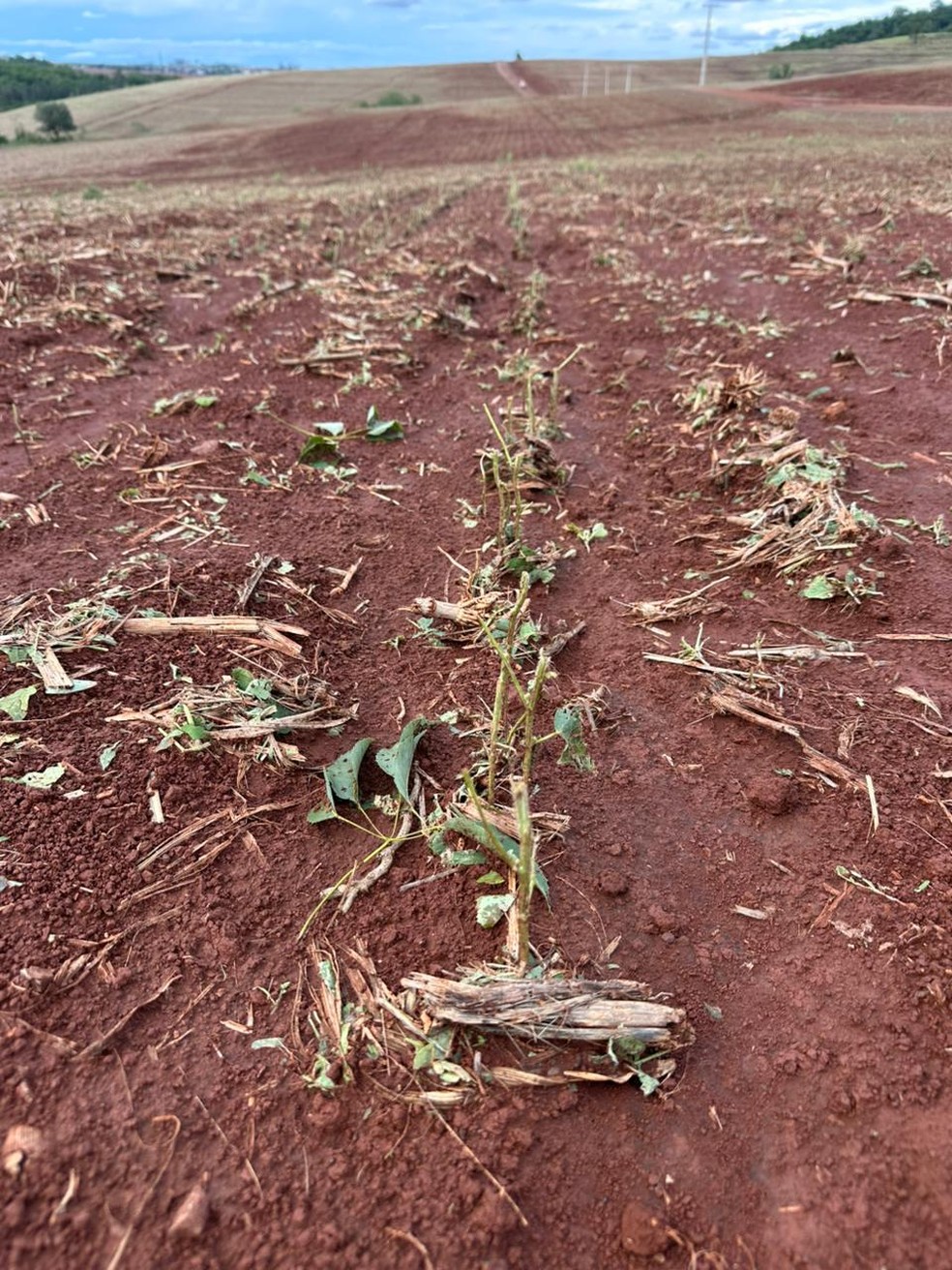 Até 70% da lavoura de soja de Paulo de Freitas Mendonça foi afetada pelo granizo — Foto: Arquivo pessoal