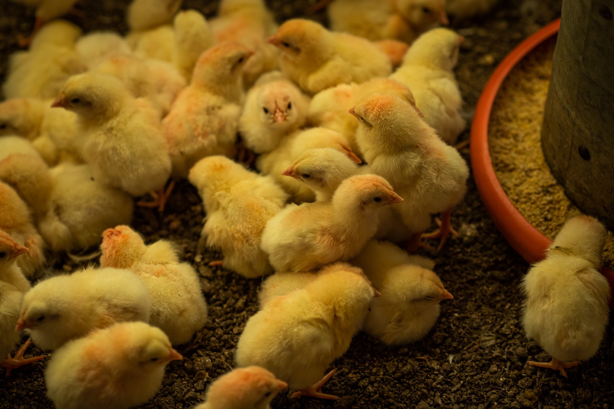 Exportações de genética avícola caíram 7,1% em agosto