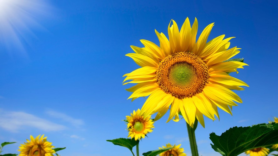 Qual é a época de plantar girassol?