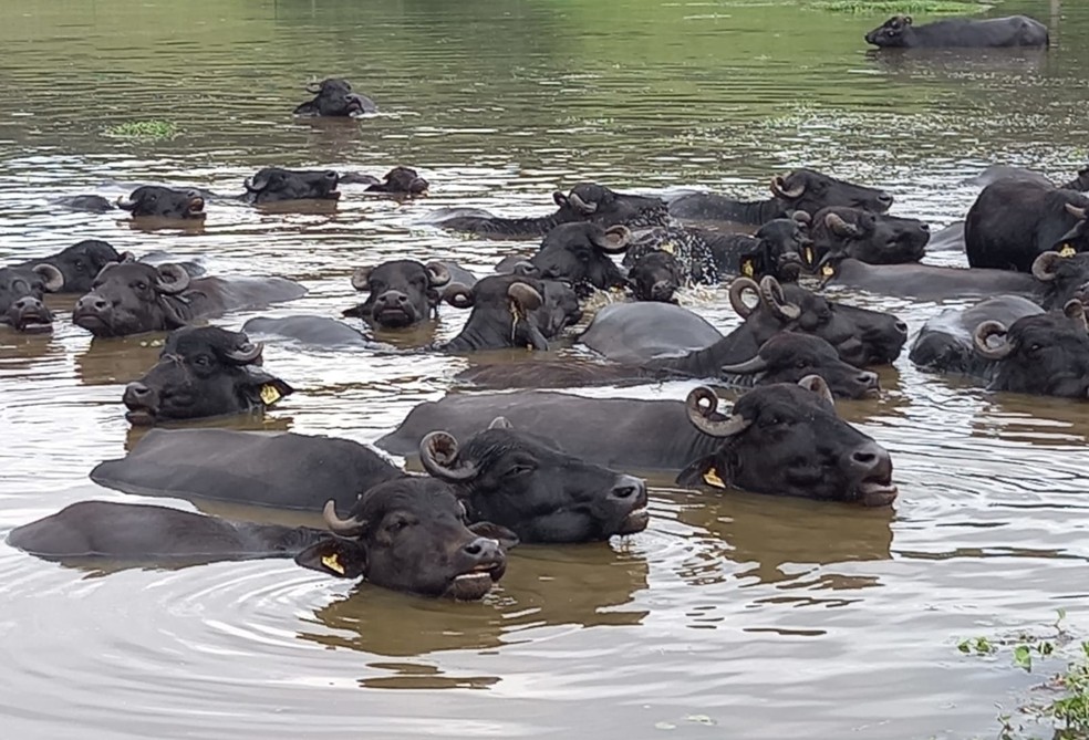 Dados do IBGE apontam para um rebanho de 1,8 milhão de cabeças de búfalos no país — Foto: Divulgação ABCB