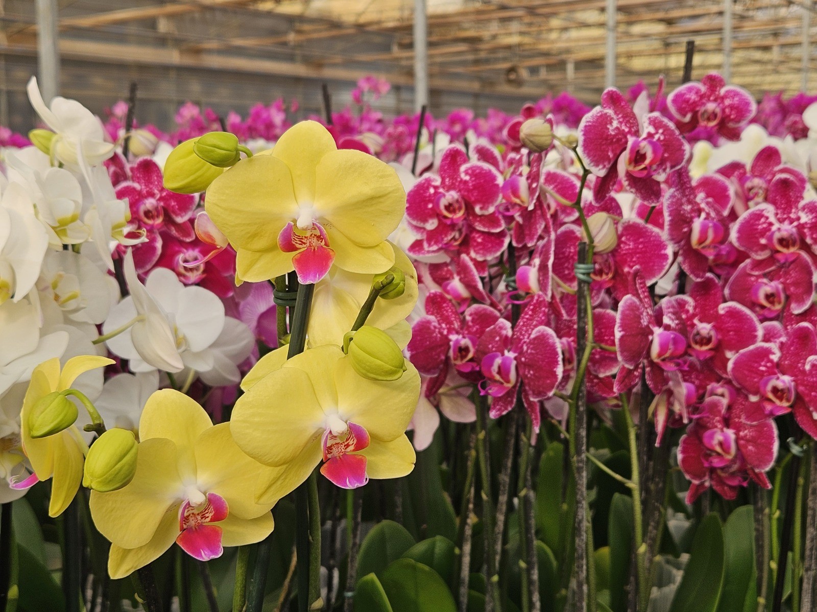 Como cultivar orquídeas? Livro mostra o essencial para um cultivo bem-sucedido
