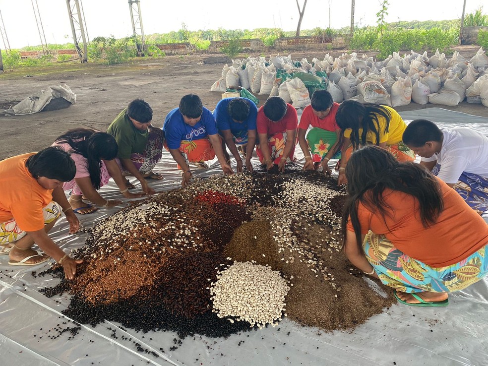 Mulheres xavantes coletam sementes nativas do Cerrado na Terra Indígena Pimentel Barbosa, em Canarana (MT) — Foto: Pimentel Barbosa / Fundação Bunge