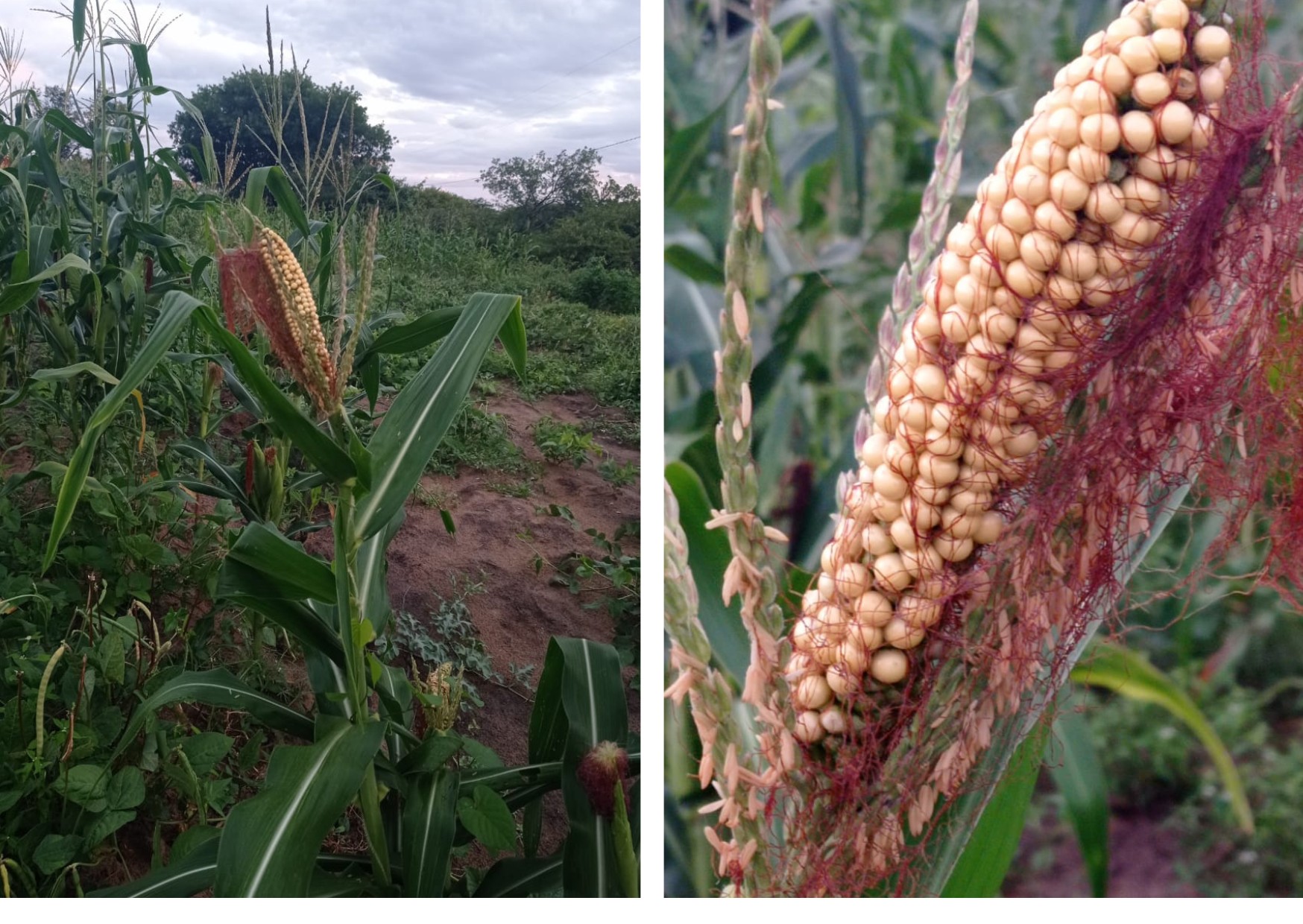GR Responde: por que alguns pés de milho produzem espigas no pendão?