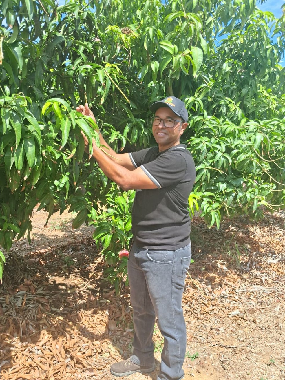 Georgeano Santos, produtor de manga em Juazeiro (BA) — Foto: Alda do Amaral Rocha