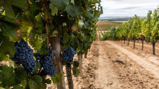 Não é suco de uva: vinícolas brasileiras investem em vinhos sem álcool