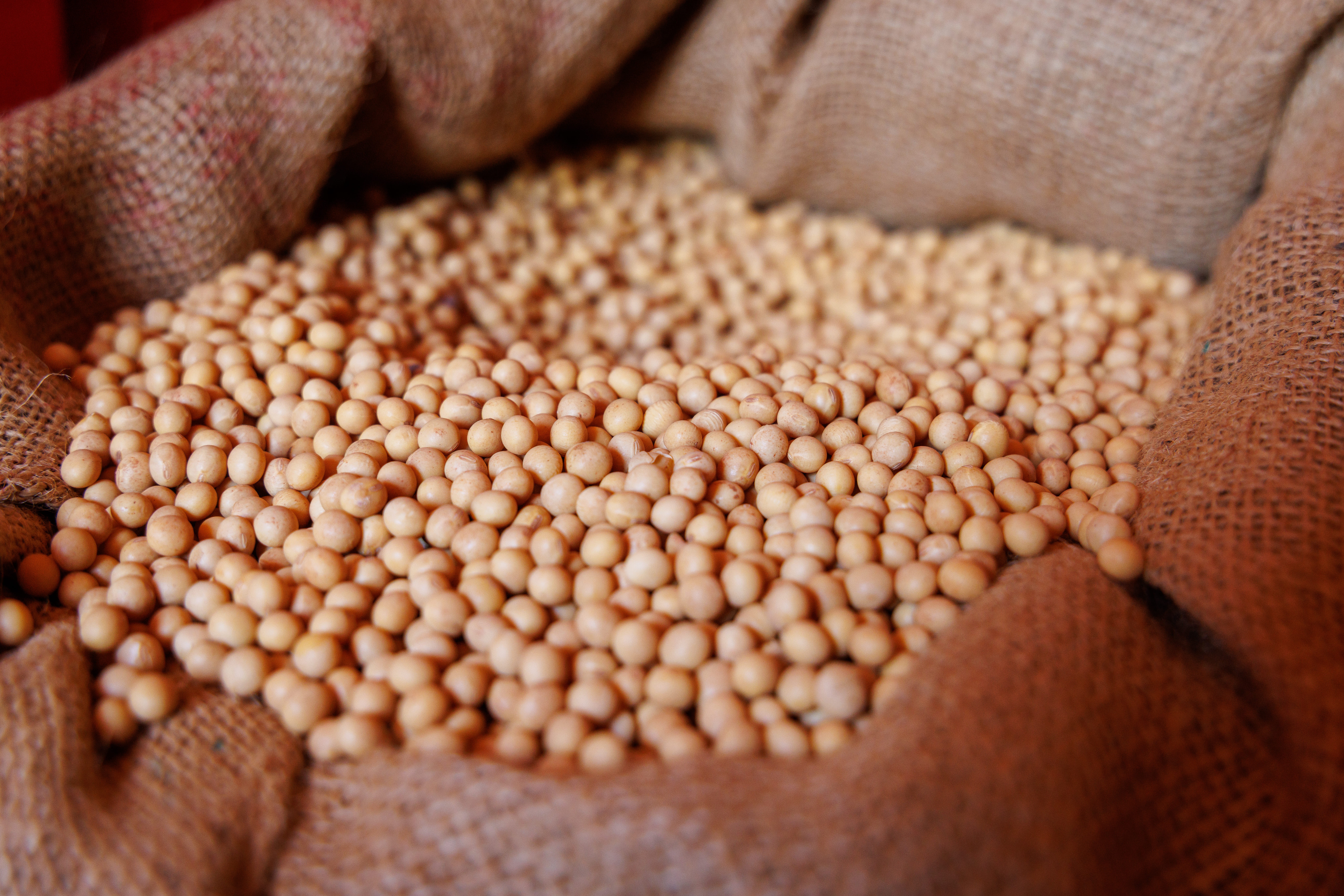 Preço da soja sobe no Brasil após projeções negativas da safra