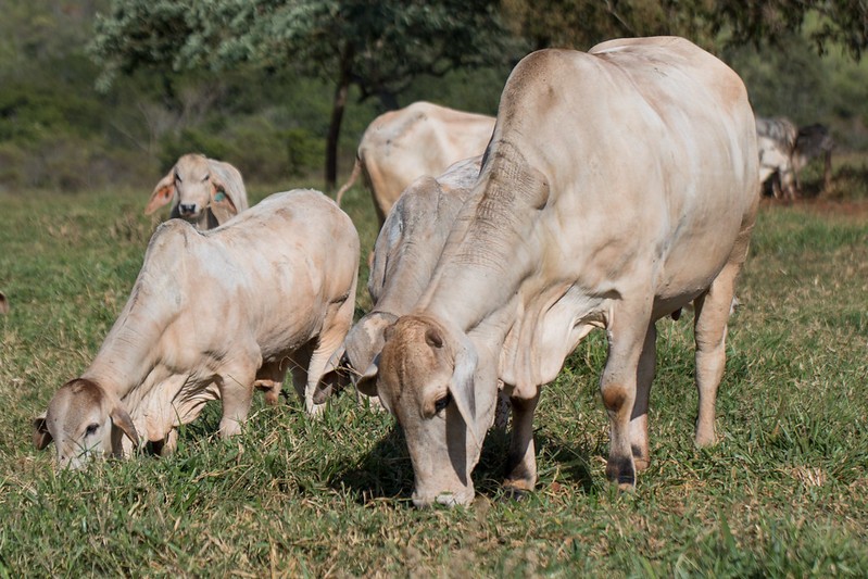 Preços da arroba bovina e do “boi China” avançam com oferta menor