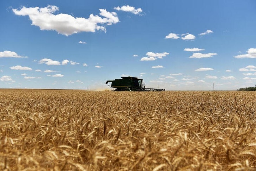 Safra global de trigo em 2023/24 deverá totalizar 787,34 milhões de toneladas, segundo USDA
