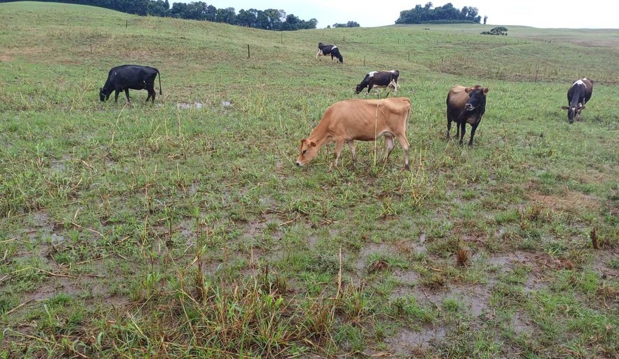 Segundo a Gadolando, de 40% a 50% dos produtores de leite do RS foram atingidos pelas chuvas