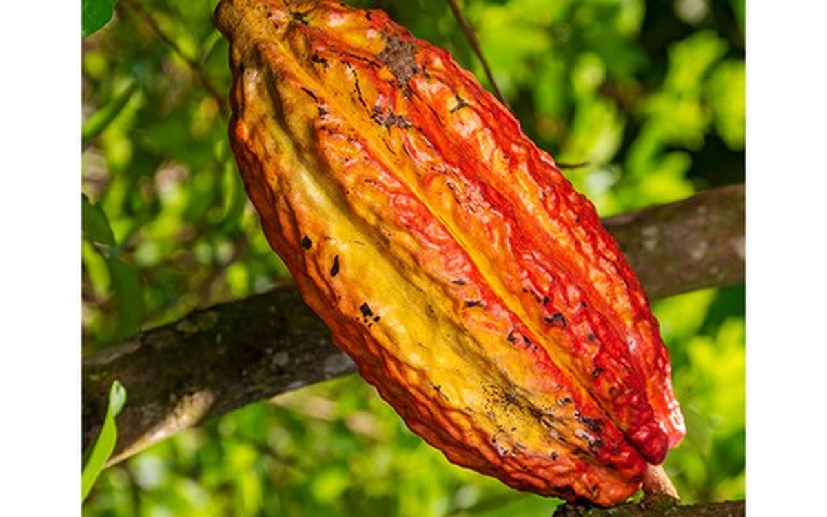 Açúcar sobe na bolsa de NY