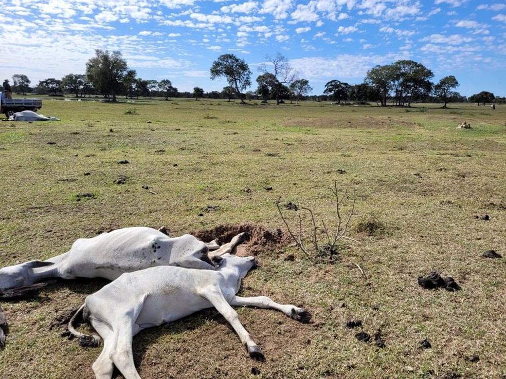 Cerca de 4 mil bois foram mortos pelo frio em junho do ano passado, em Mato Grosso do Sul, segundo a Iagro-MS — Foto: Divulgação/Iagro