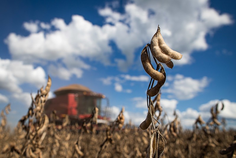Produtividade da soja cai 7% em Mato Grosso