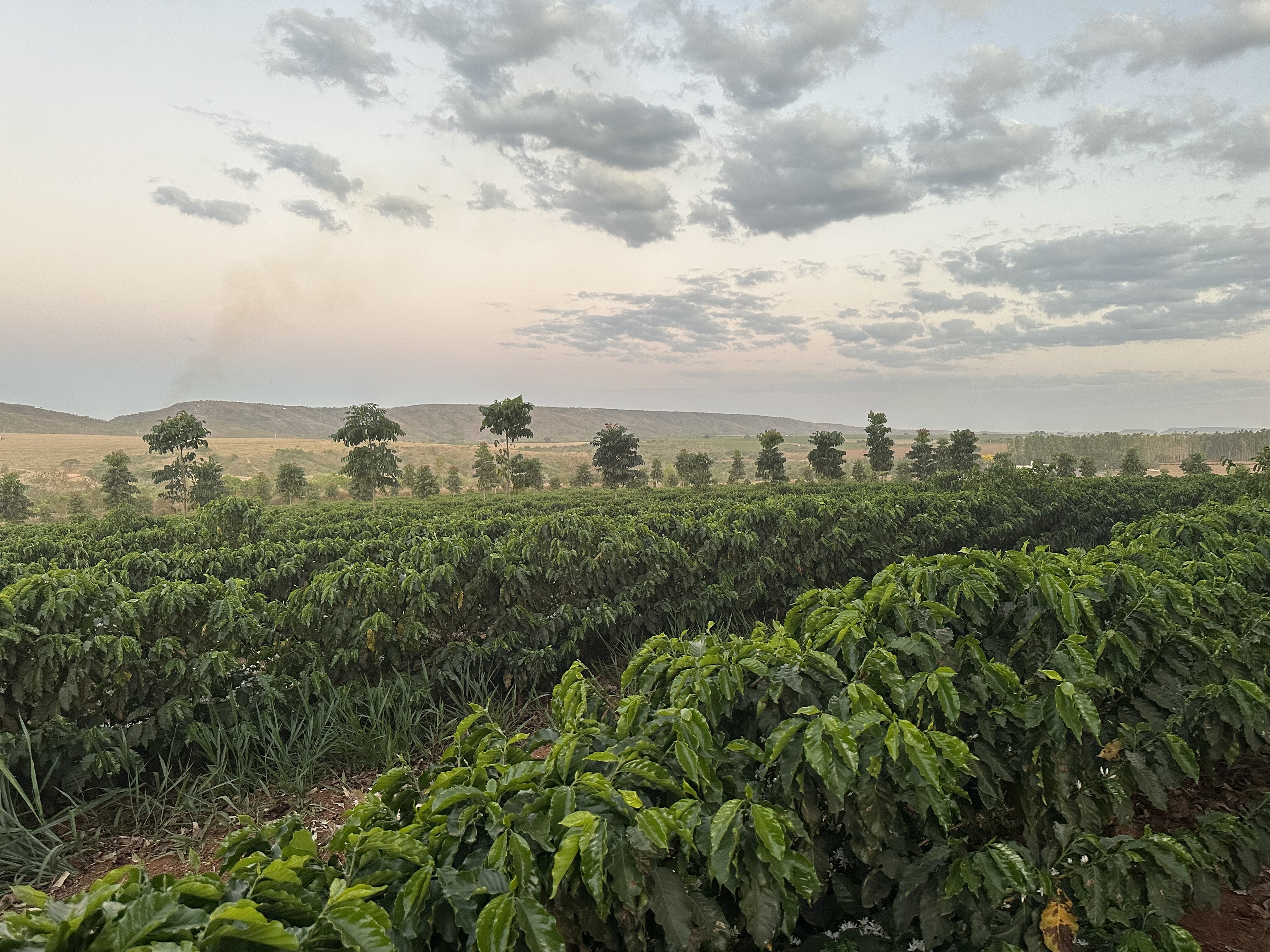 Em dois anos, empresas divulgam menos metas de agricultura regenerativa, segundo relatório
