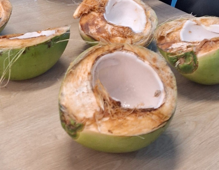 Período de frio compromete toda a cadeia produtiva ligada ao coco verde