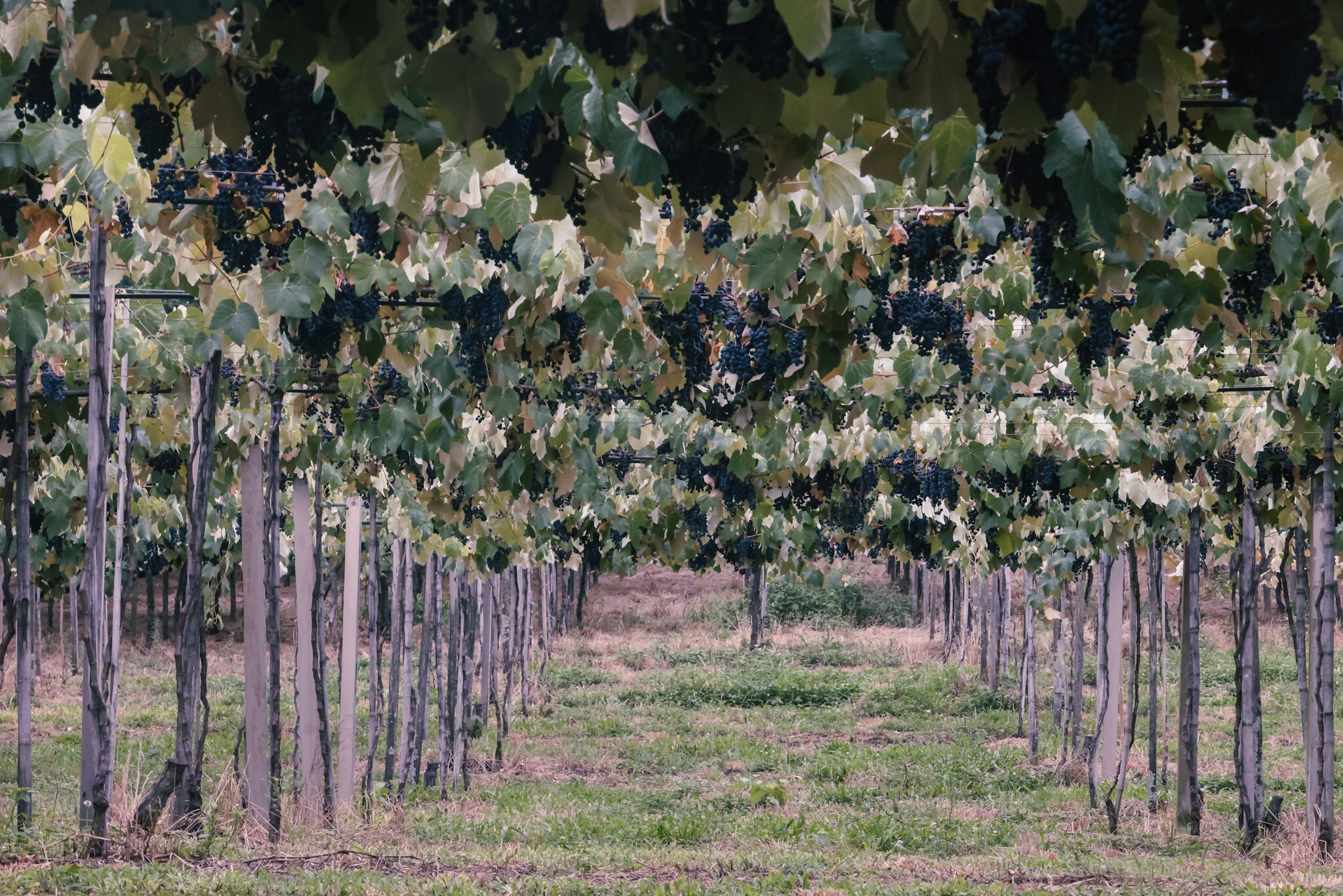 Estudo de solos ajuda a melhorar produção de uvas na Serra Gaúcha