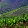 Agricultura é parte da solução para enfrentamento das mudanças climáticas, diz Ana Toni, CEO da COP30 - Globo Rural