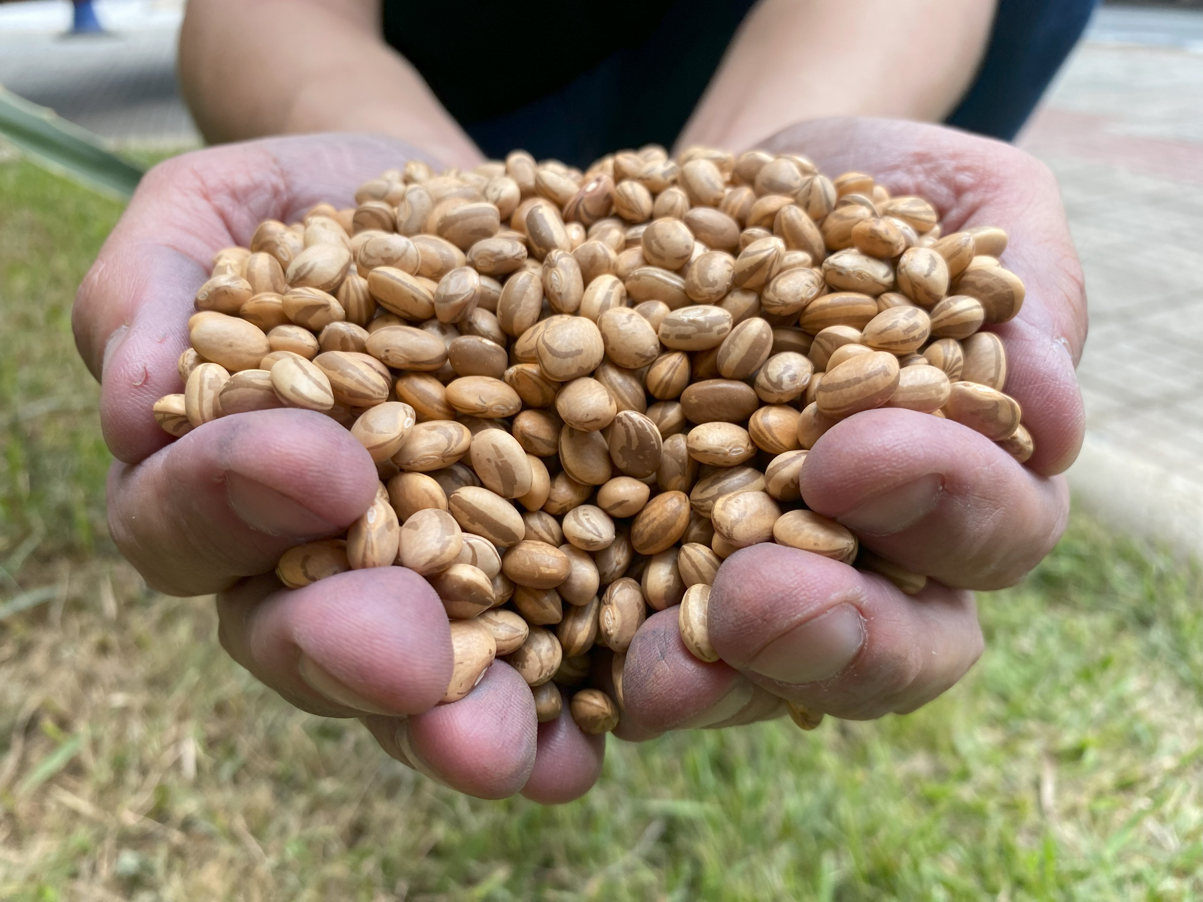 Morre Luiz D’Artagnan de Almeida, o “pai do feijão carioquinha”