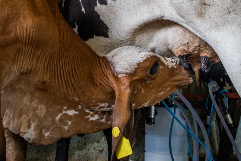 Bezerras mal colostradas têm o dobro de chances de morrer durante o aleitamento