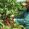 A produção de café teve o pior desempenho, com 10,331 mil empregos a menos - Rogerio Albuquerque