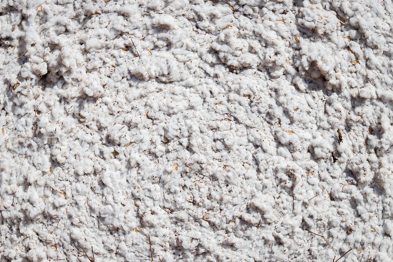 Preço do algodão no Brasil atinge o maior patamar em nove meses