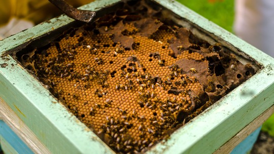 Como fica a produção de mel com a tragédia no Rio Grande do Sul?
