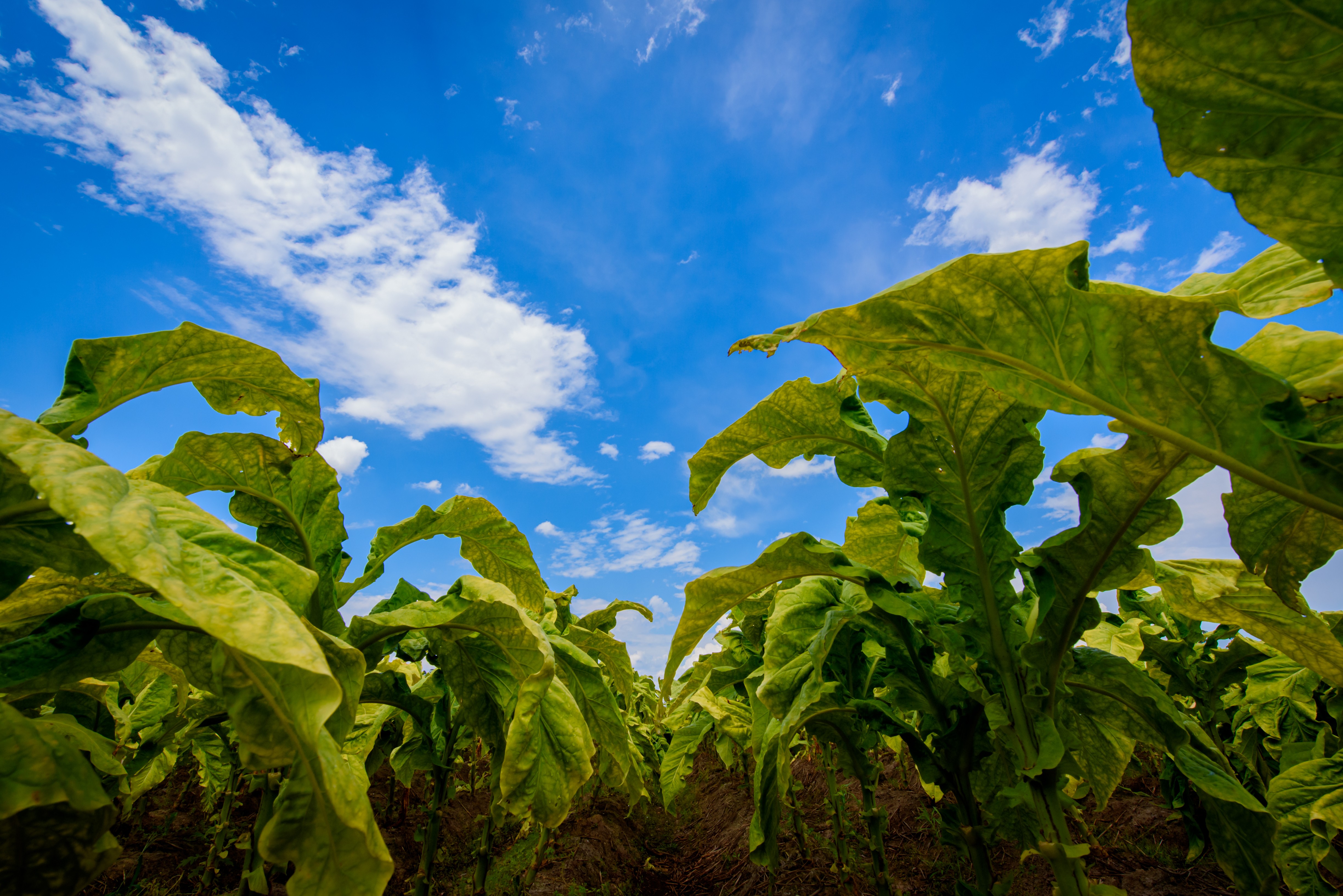 Produtores de tabaco assinam acordo com BAT Brasil para reajuste nos preços