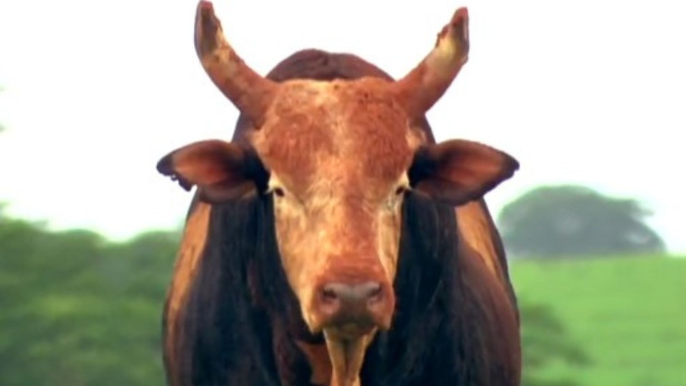 Touro Bandido — Foto: Reprodução/Globoplay