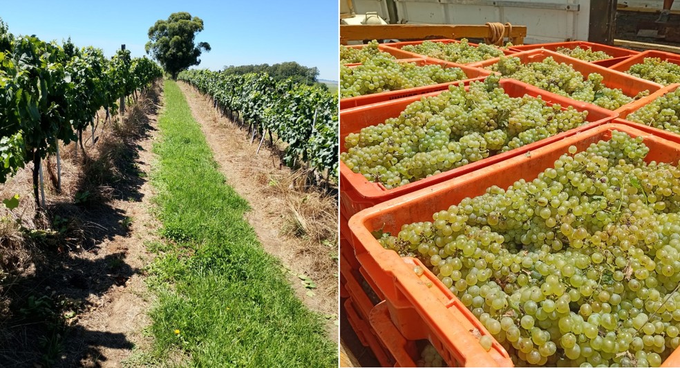 À esquerda, vinhedo em janeiro deste ano, e à direita, uvas colhidas este mês na propriedade de Leonel Caliari — Foto: Arquivo pessoal