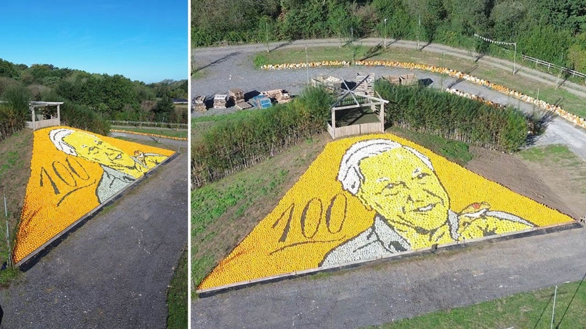 Fazendeiro cria mosaico com 11 mil abóboras e quebra recorde no Guinness