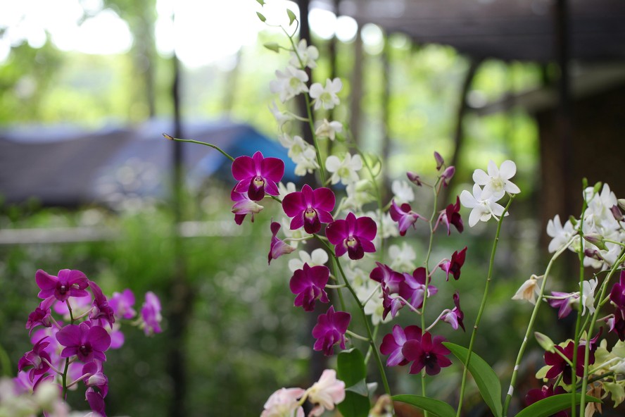 Conheça 15 tipos de orquídeas: das mais populares às exóticas
