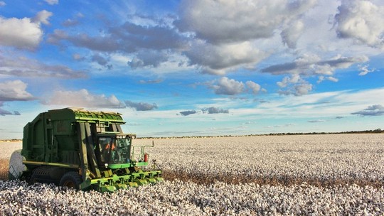 Plantio do algodão começa em meio a incertezas da economia mundial