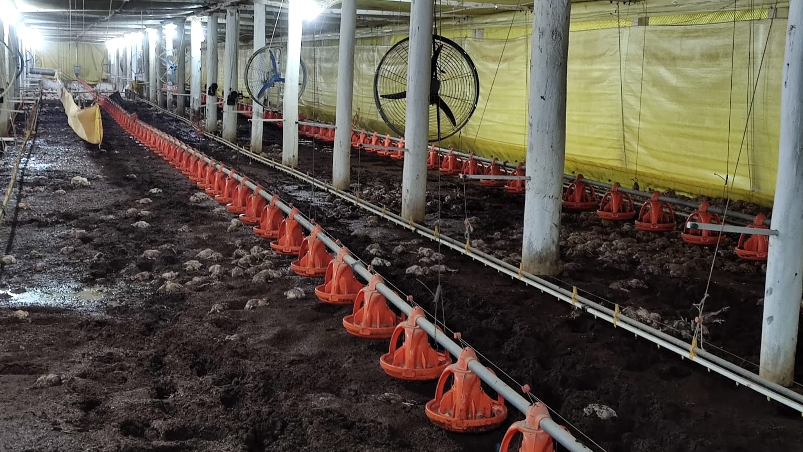 Perdas no setor de aves do RS por chuvas superam R$ 250 milhões