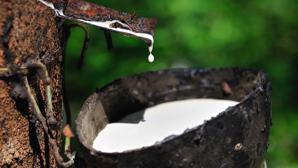Borracha é um dos itens produzidos pela silvicultura — Foto: Canva/ Creative Commoms