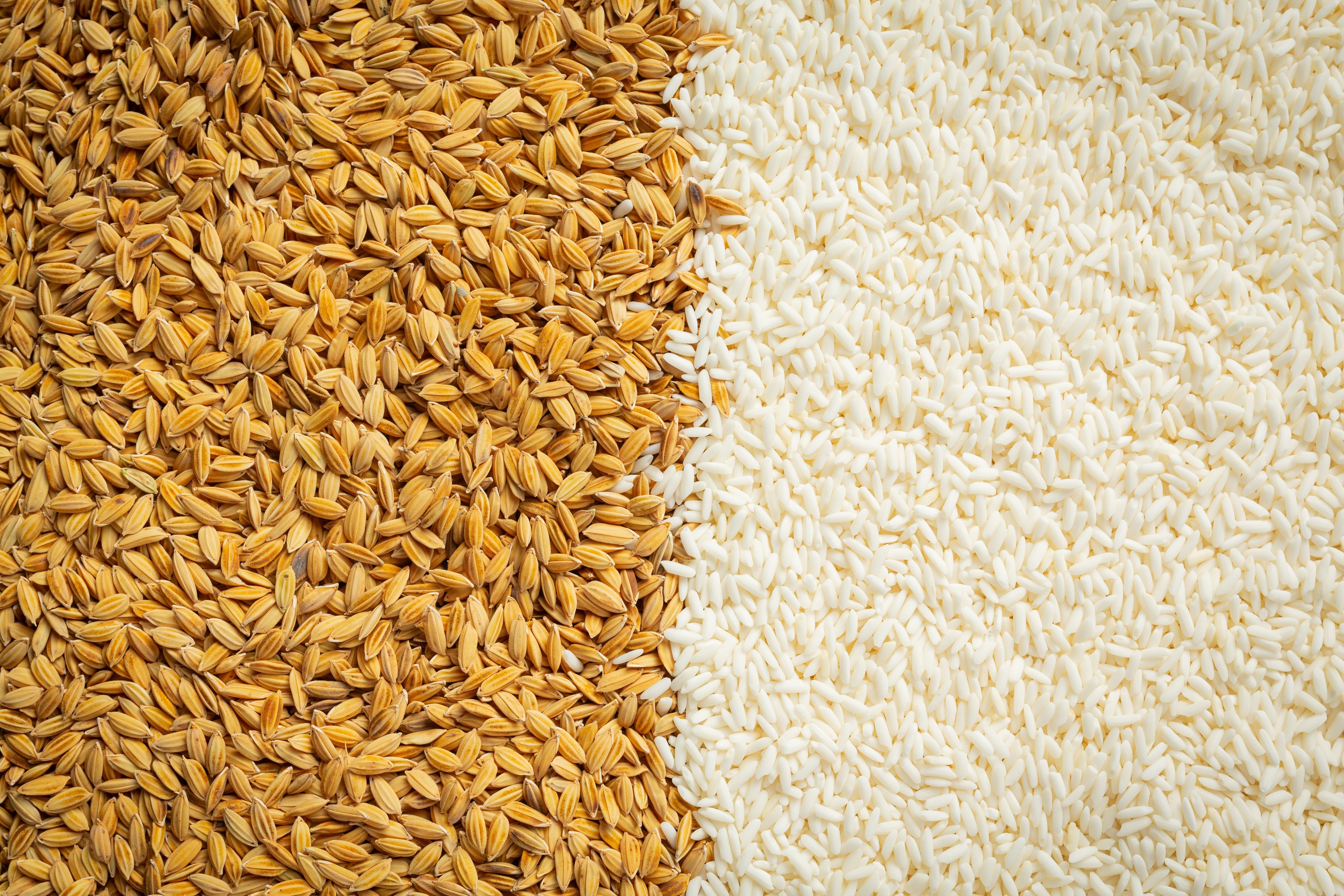 Exportações de arroz caem quase 50% em maio, aponta Abiarroz