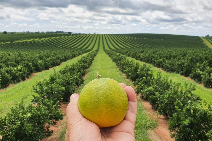 Chuvas intensas de outubro e novembro contribuíram para o crescimento dos frutos