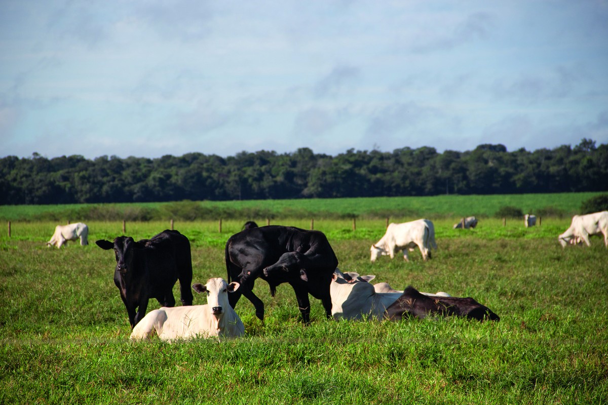 Pecuária sustentável no Pará é destaque da COP 30; ouça o comentário