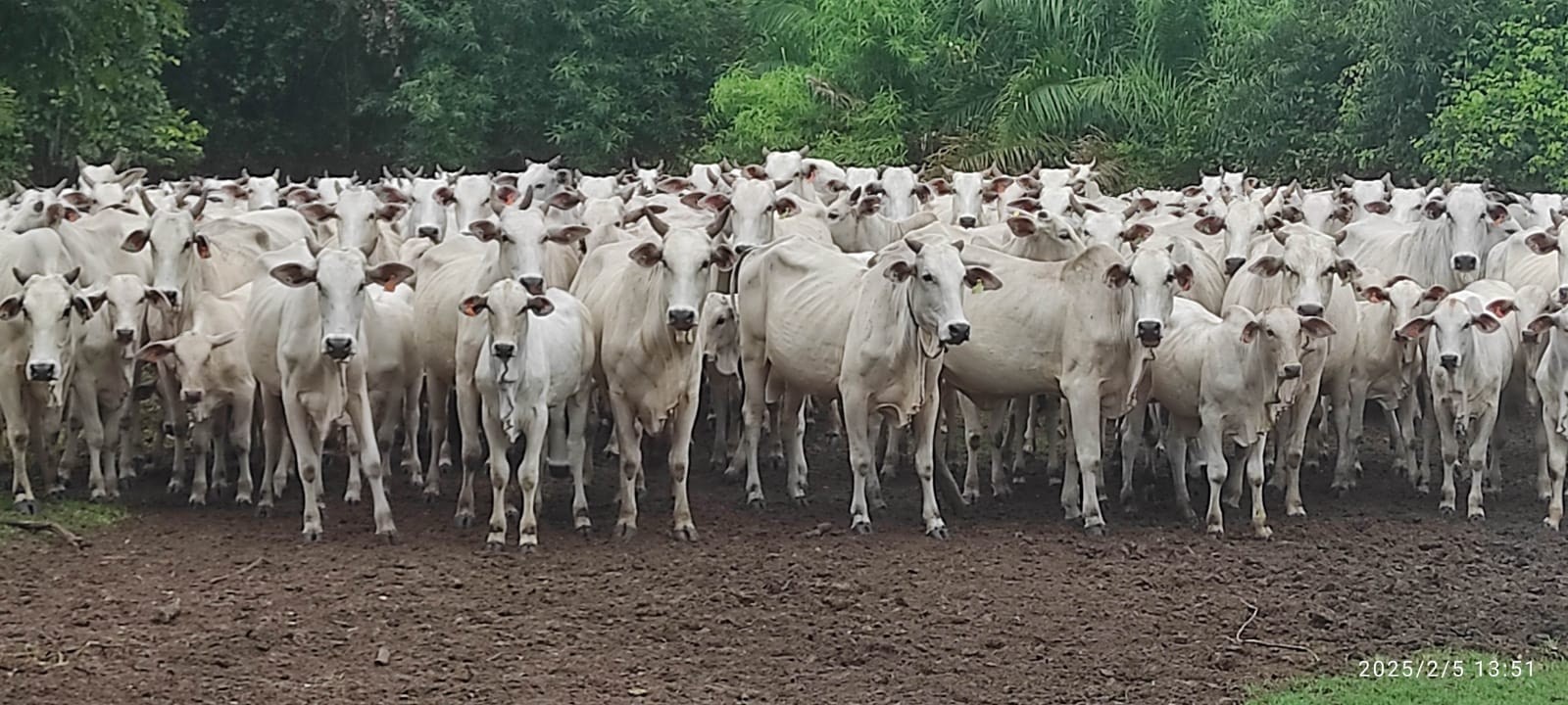 Novo indutor de ovulação aumenta taxa de prenhez de vacas em até 9%