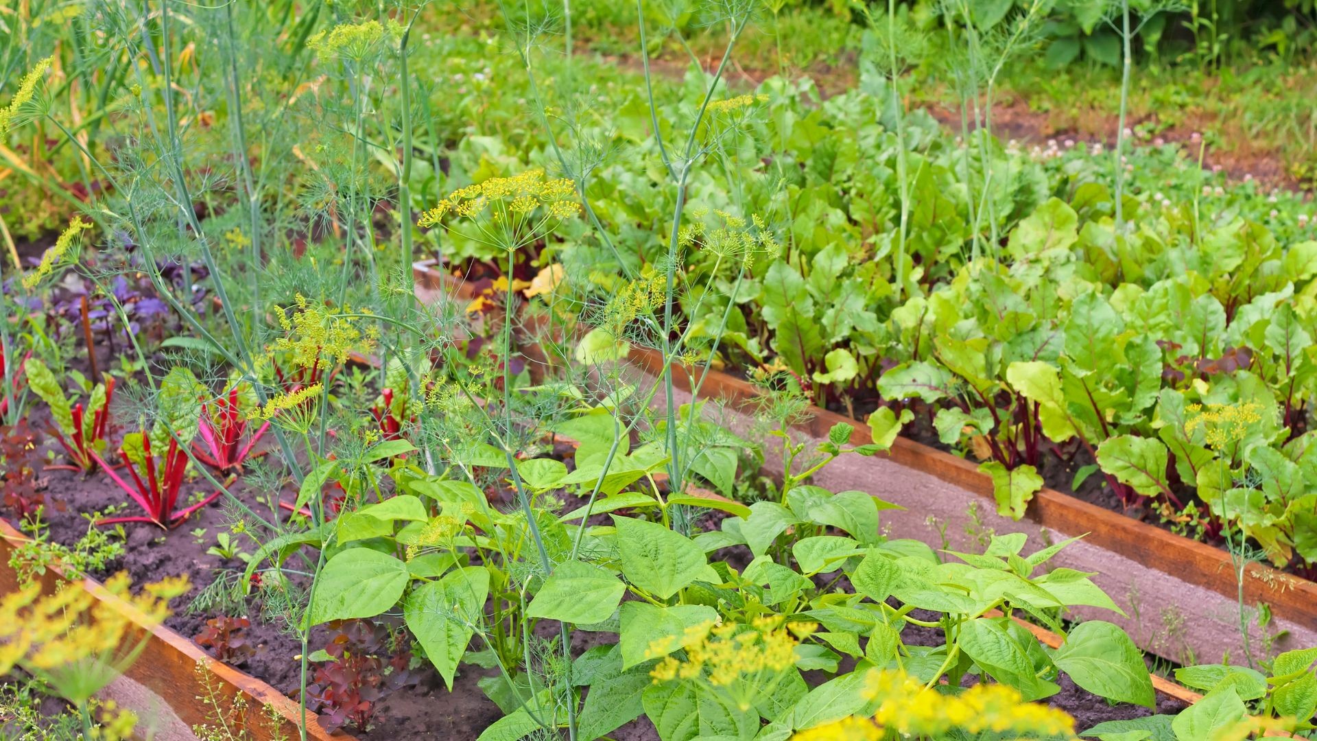 Como fazer uma horta no quintal? Veja o que plantar e outras dicas