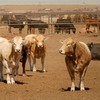 Um surto de mosca-da-bicheira poderia custar US$ 1,8 bilhão à economia do Texas — maior estado produtor de gado dos EUA - USDA/FPAC/Preston Keres