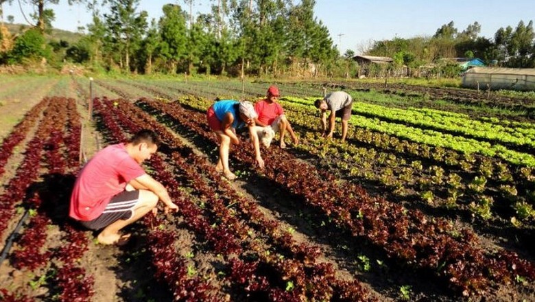 Governo destina mais R$ 375 milhões para o Pronaf