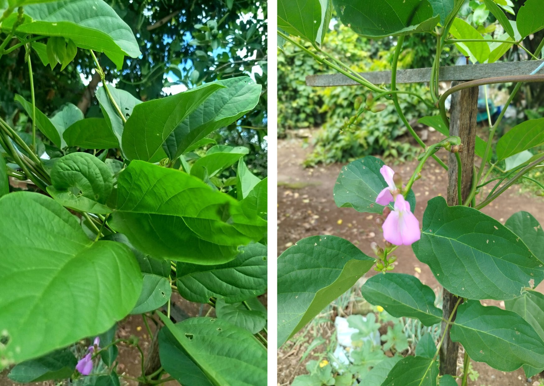 GR Responde: Qual a qualidade do feijão-de-porco e como prepará-lo