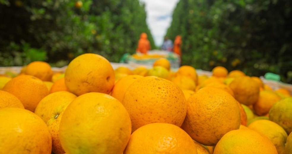 O destaque do mês de outubro foi para a laranja, que na média ponderada subiu 20,8% — Foto: Fundecitrus / Divulgação