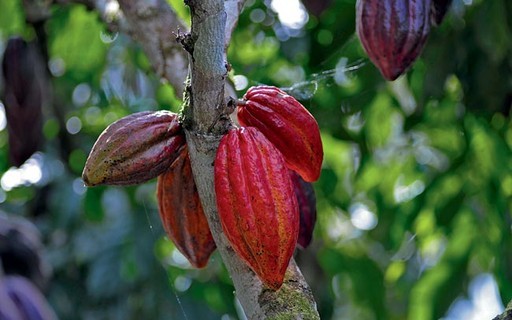 Cacau sobe mais de 4% em NY com chuvas abaixo do ideal em importantes regiões de produção