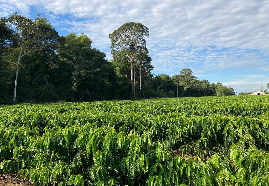 ESPECIAL CAFÉ: Robusta amazônico - Portal Campo Vivo