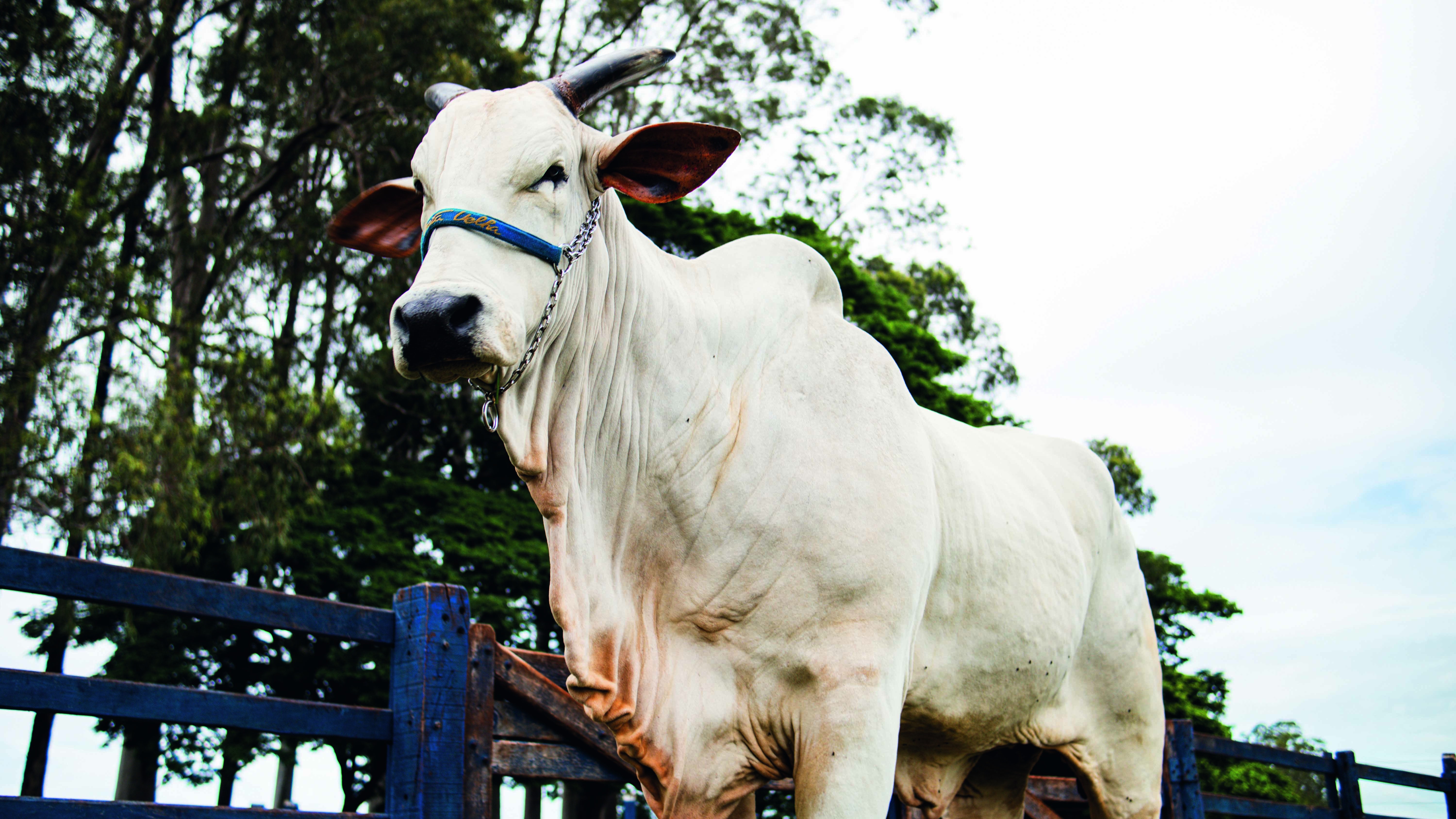 Genética de R$ 54 milhões: como é a rotina da vaca mais cara do mundo