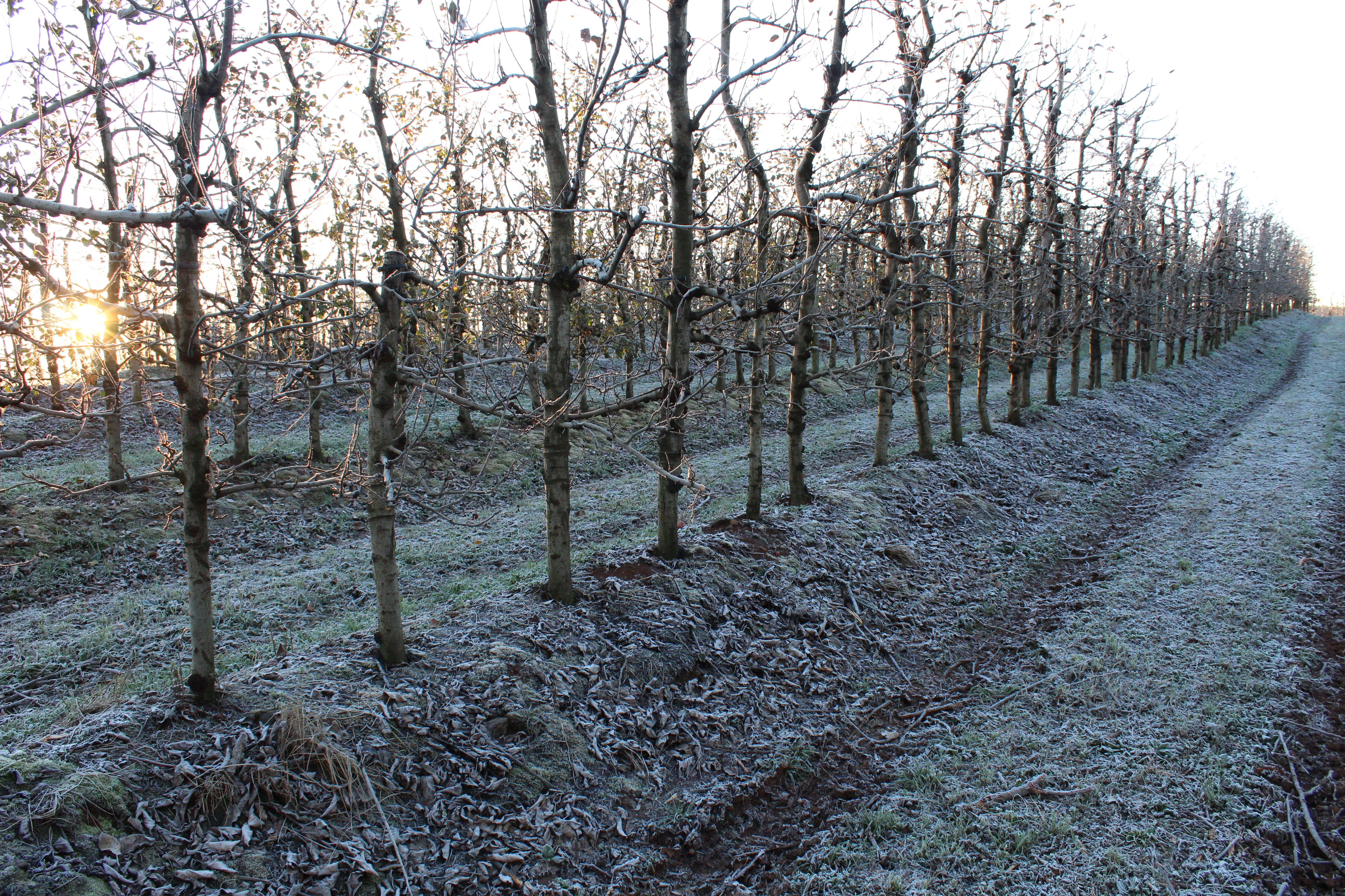 Reservas internacionais podem ser alternativa para o Fundo de Catástrofe, de apoio ao seguro rural
