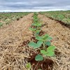 Plantio de soja da safra 2025/26 chegou a 24% da estimativa de área total  - Emater-RS/Divulgação
