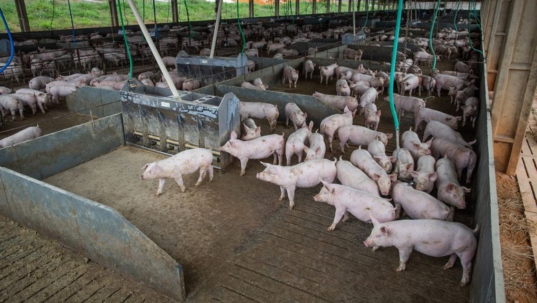 Fornecedores de carne suína avançam no compromisso de abolir gaiolas de gestação