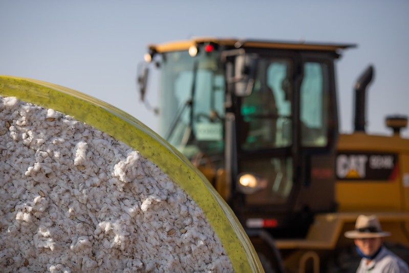 Preços do algodão oscilam, mas exportações batem recordes