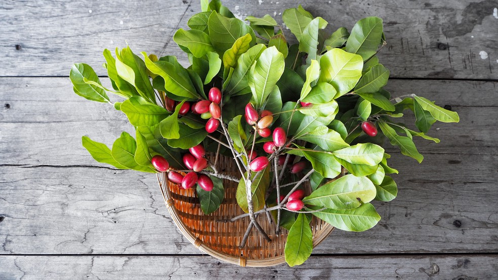 Fruta do milagre é considerada exótica no Brasil — Foto: Canva/ Creative Commoms